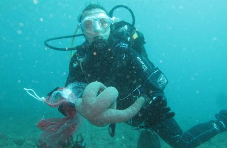 Algae and echinoderms off the coast of Mozambique