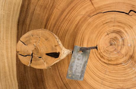 Un arbre de petite taille n’est pas toujours un jeune arbre