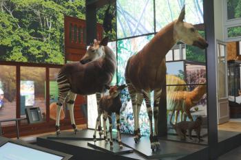 three okapis displayed in the museum