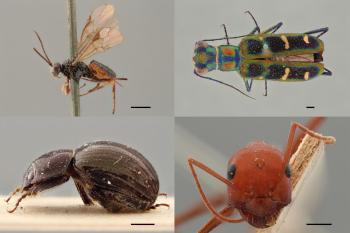 a best practice handbook for 2D+ and 3D digitisation of natural history collections