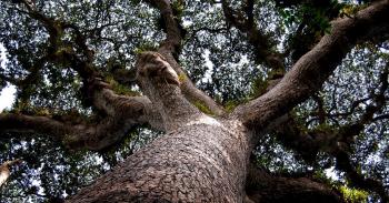 Giant tree in Luki biosphere reserve