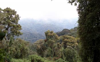 bergwoud in Nyungwe (Rwanda)