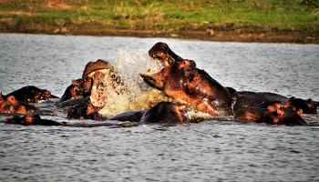 Hippopotames dans le lac Kariba