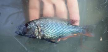 Dominant mannetje van de nieuwe soort Haplochromis glaucus.