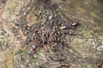 photo of a spider (male of Vulsor bidens)