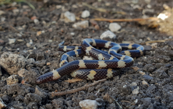 photo d'un serpent