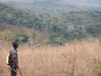 The natural comeback of tropical rainforests in the savanna region 