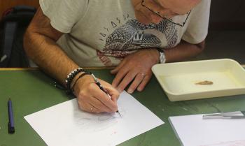 Scientific illustrator Alain Reygel at work