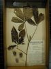 historical herbarium sample