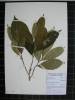 Herbarium sample