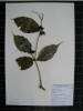 Herbarium sample