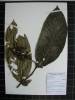 Herbarium sample