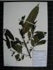 Herbarium sample