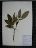 Herbarium sample