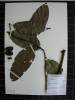 Herbarium sample