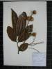 Herbarium sample