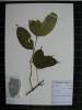 Herbarium sample