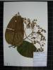 Herbarium sample