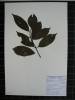 Herbarium sample