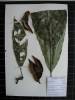 Herbarium sample