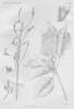 illustration from De Wildeman