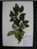 Herbarium sample