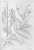 illustration from De Wildeman