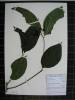 Herbarium sample