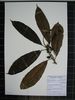 Herbarium sample