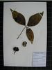 Herbarium sample