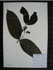 Herbarium sample