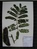 Herbarium sample