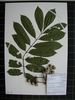 Herbarium sample