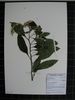 Herbarium sample