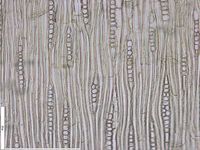 Tangential section