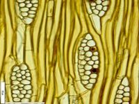 Tangential section