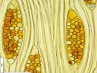 Tangential section