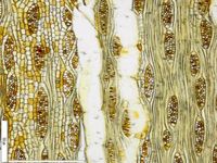 Tangential section