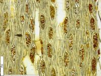 Tangential section