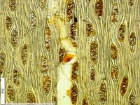 Tangential section