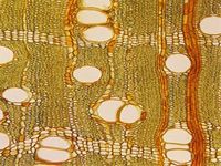 Transversal section