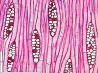 Tangential section