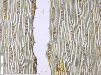 Tangential section