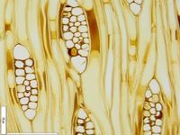 Tangential section