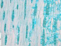 Tangential section