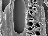 Tangential section