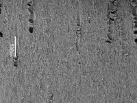 Tangential section