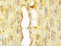 Tangential section