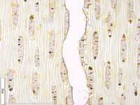 Tangential section