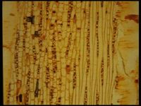 Tangential section